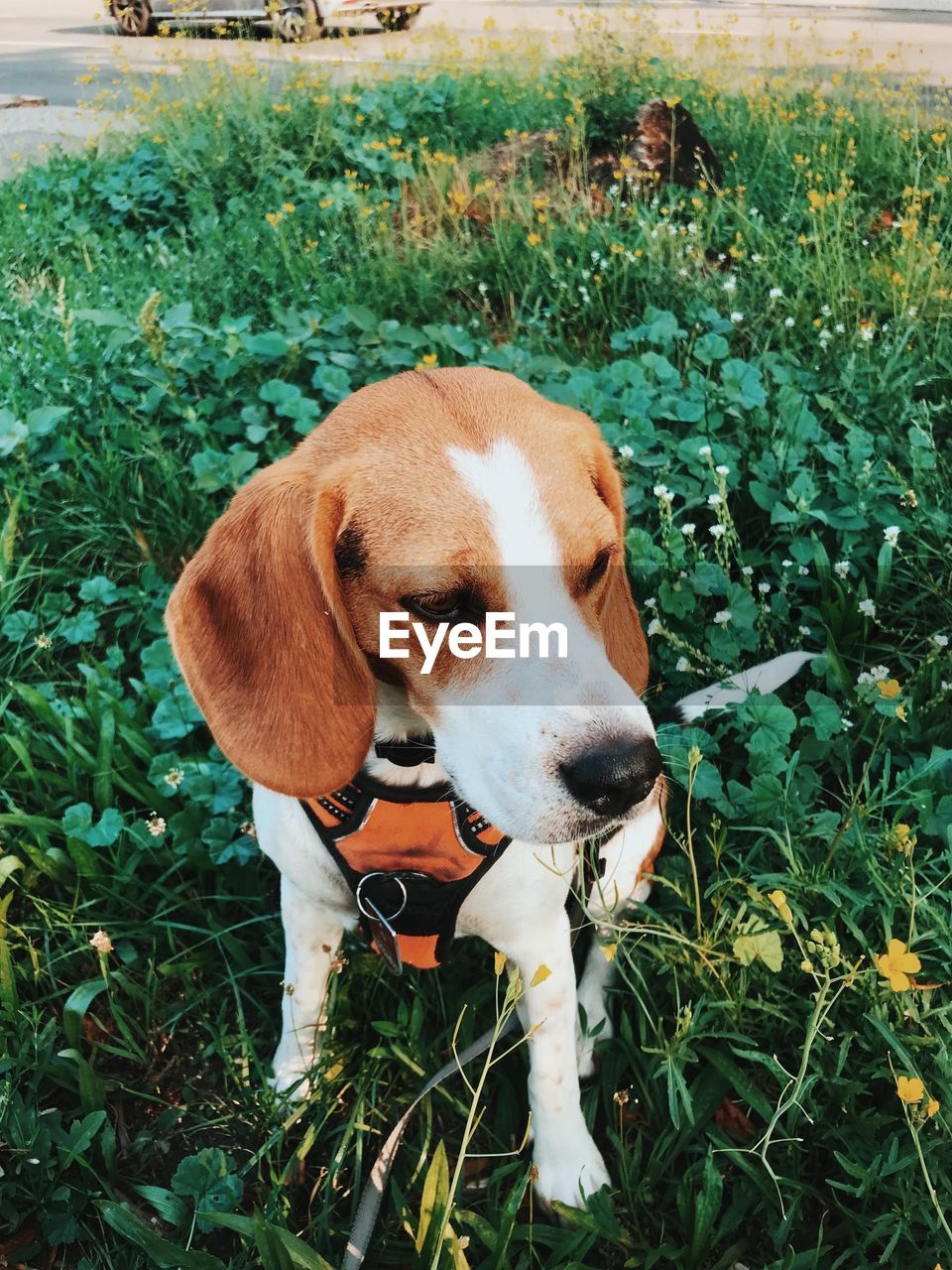 PORTRAIT OF A DOG STANDING ON FIELD