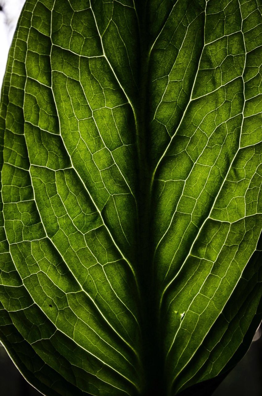 MACRO SHOT OF LEAVES