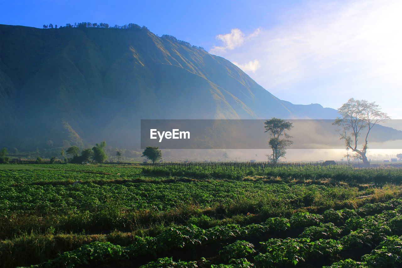 The slopes of rinjani mountain