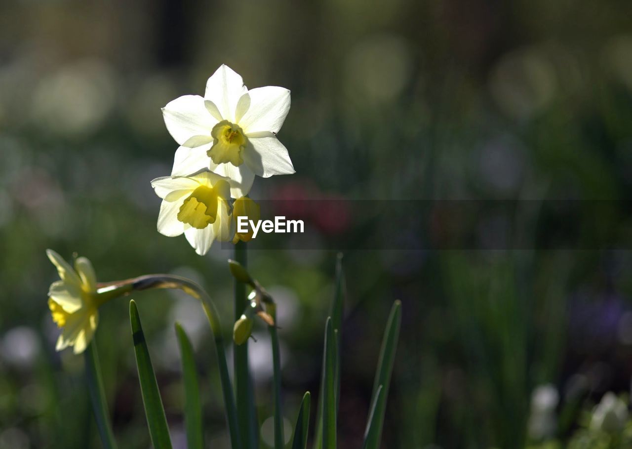 Flowers blooming on field