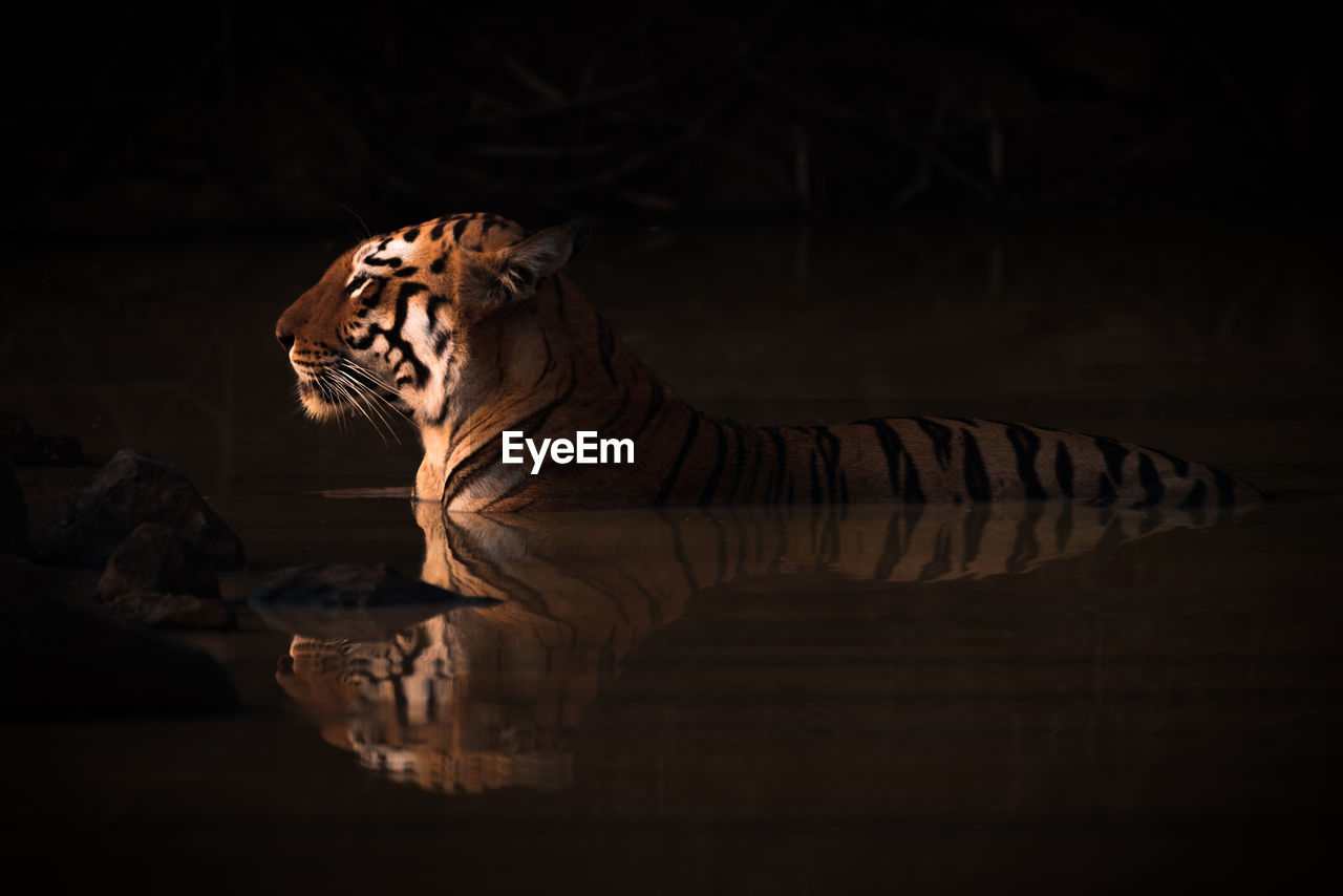 Side view of tiger in lake at sunset