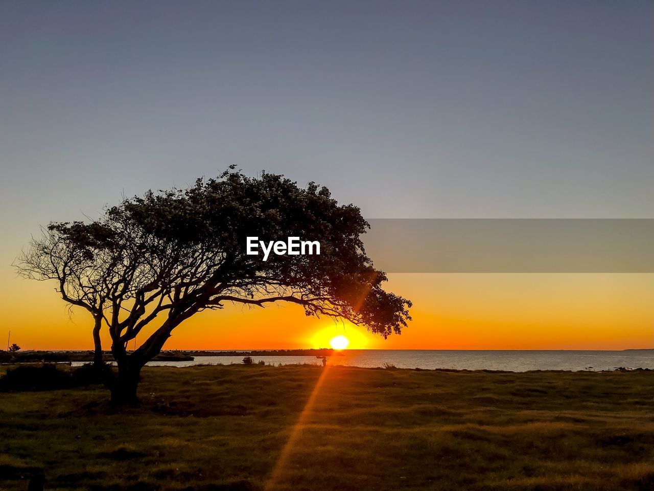 Trees on field against sky during sunset