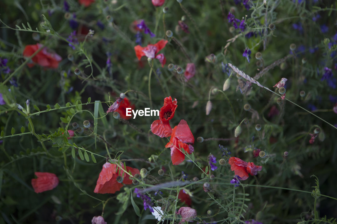 CLOSE-UP OF RED FLOWERS