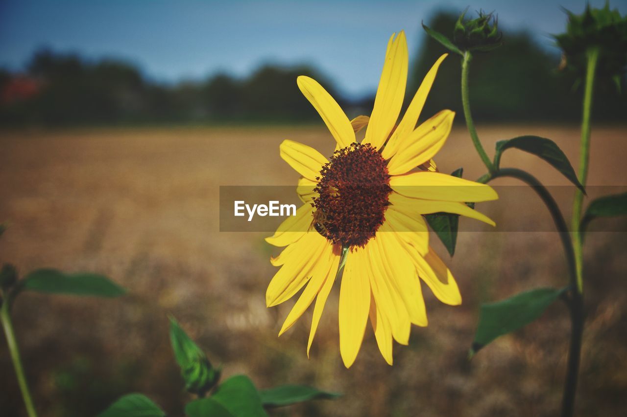 CLOSE-UP OF SUNFLOWER ON FIELD