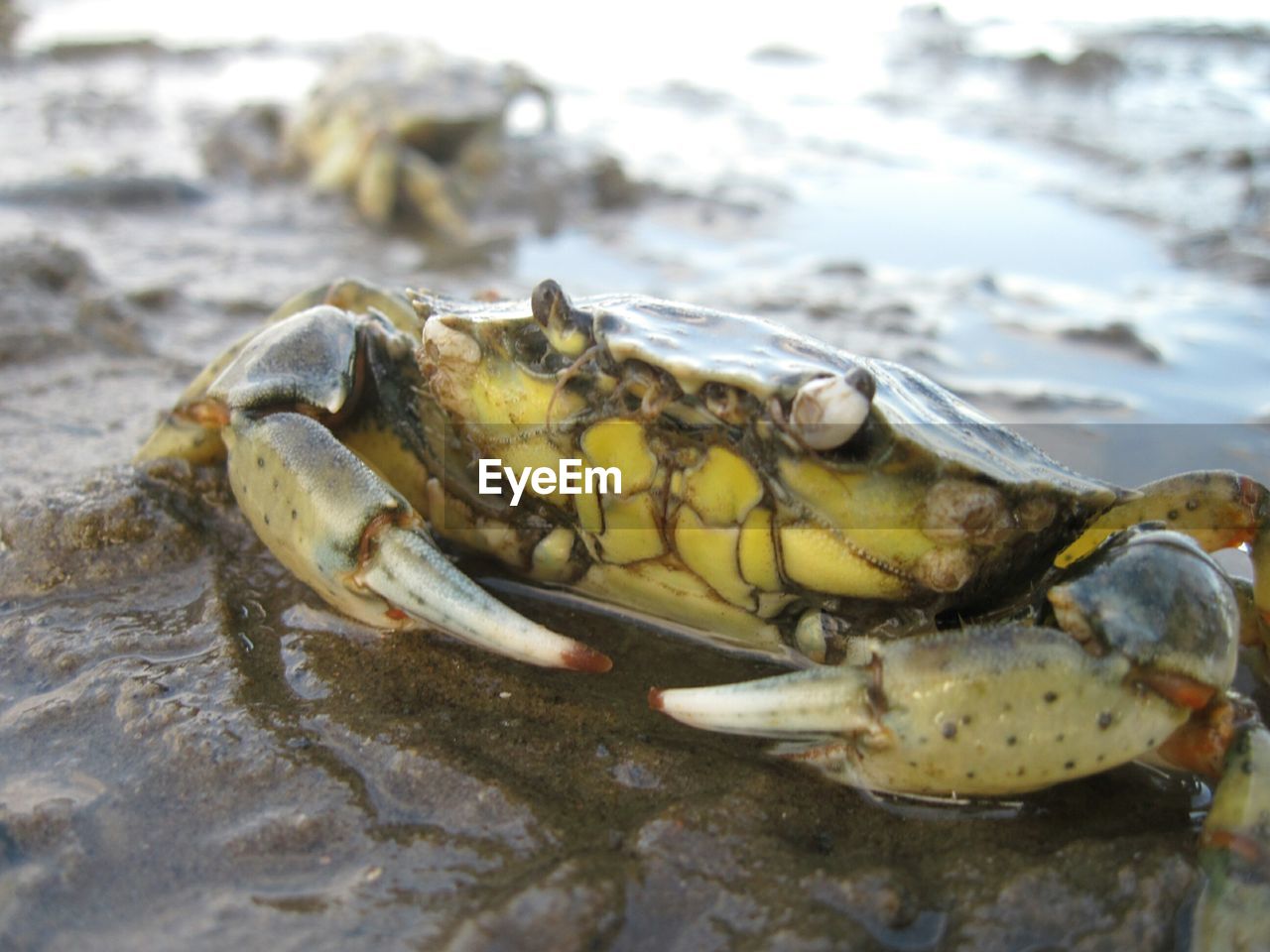 Close-up of crab at wet shore