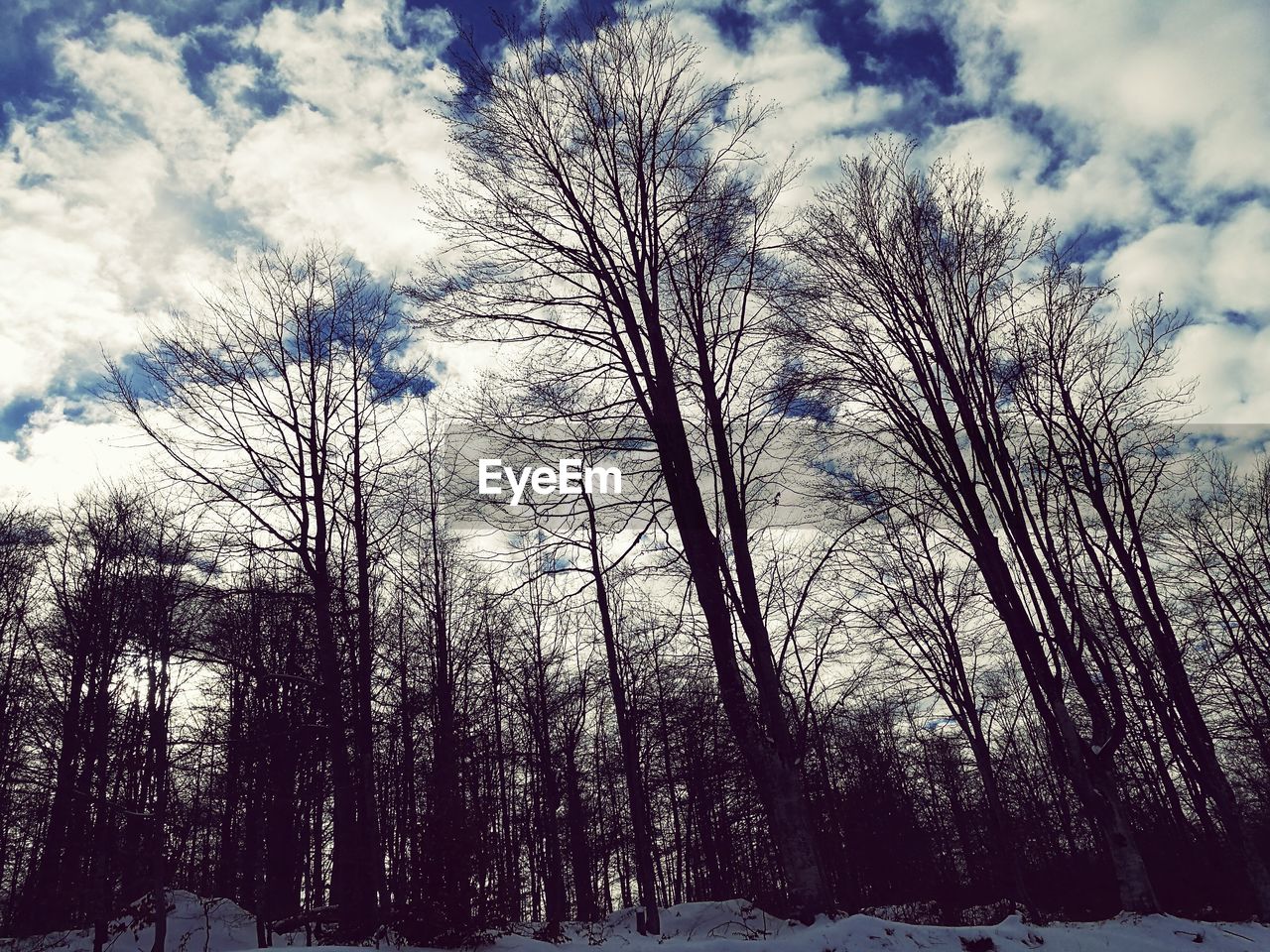 CLOSE-UP LOW ANGLE VIEW OF TREES AGAINST SKY