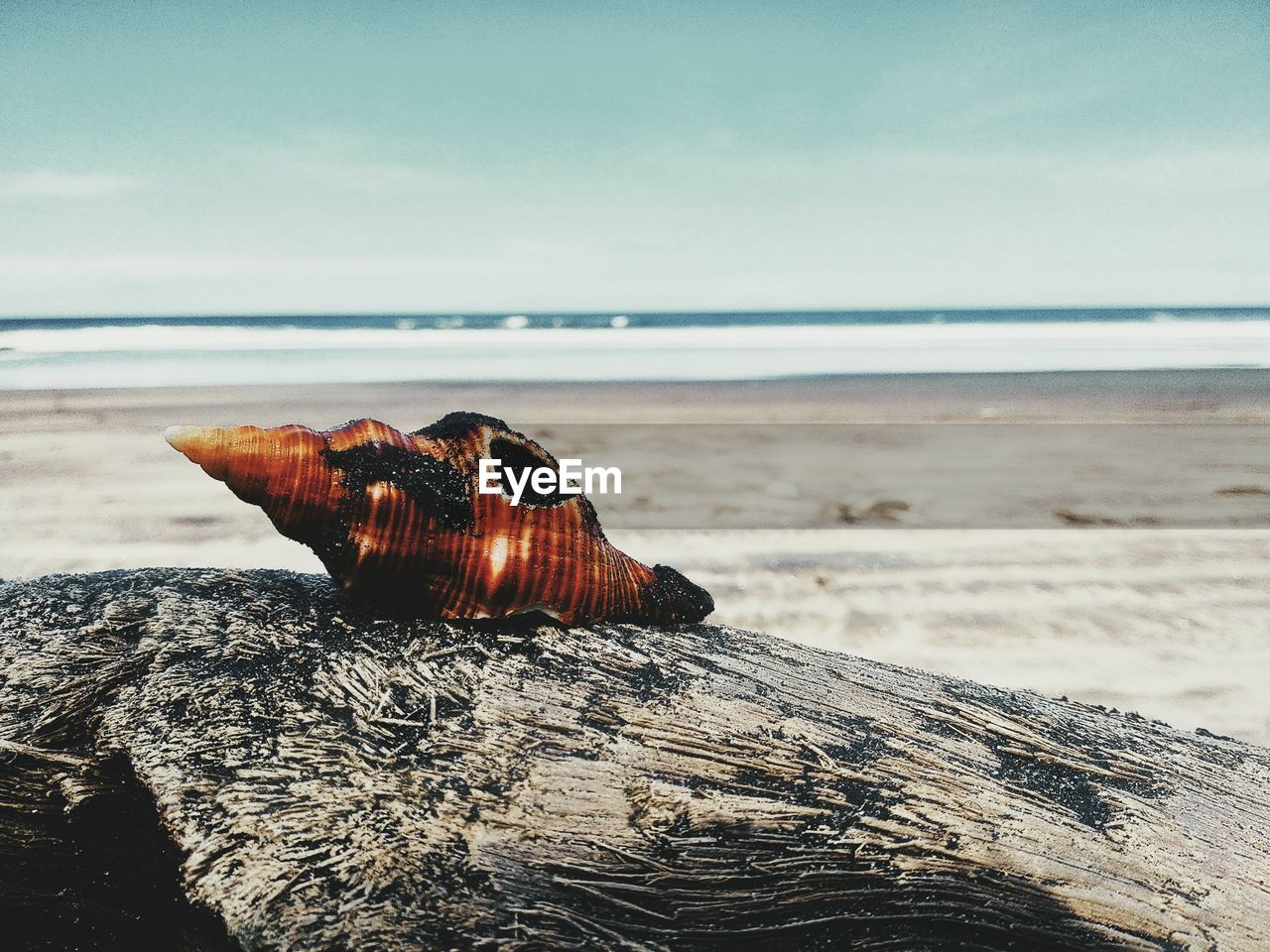 DRIFTWOOD AT BEACH AGAINST SKY