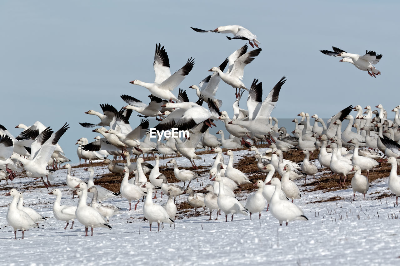 FLOCK OF SEAGULLS IN SNOW