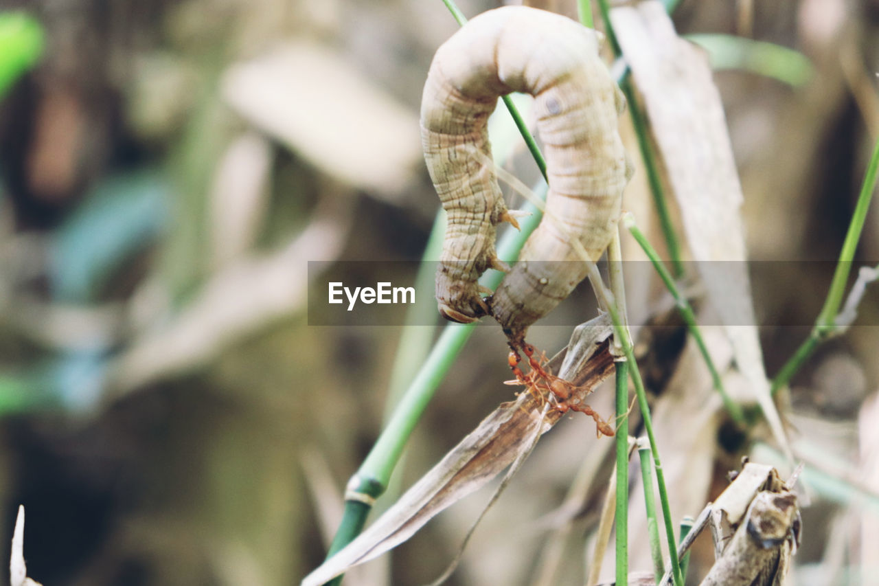 CLOSE-UP OF HOUSEFLY ON ROPE
