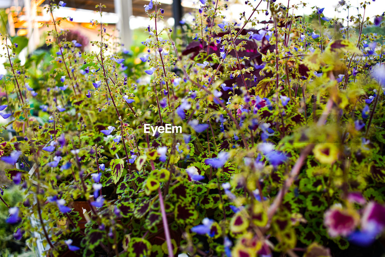 Close-up of purple flowering plants on field