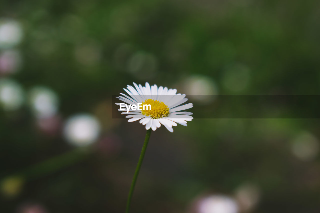 Close-up of white daisy flower