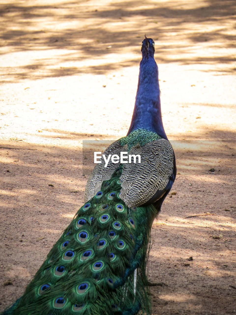 CLOSE-UP OF A PEACOCK ON FIELD