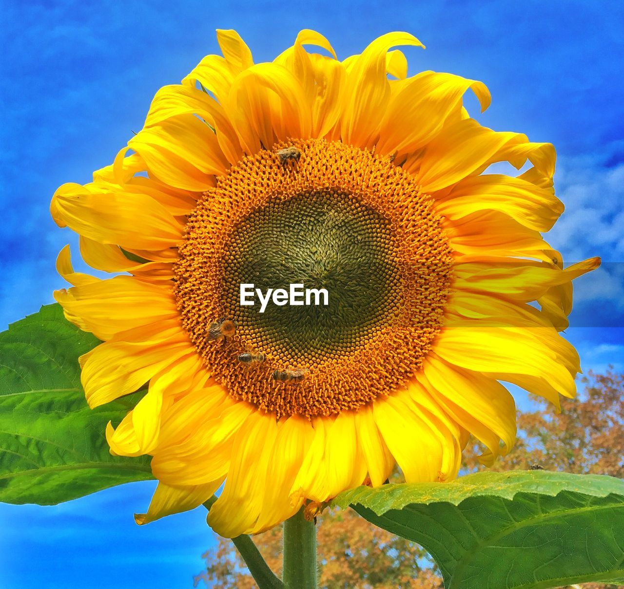 CLOSE-UP OF SUNFLOWER AGAINST YELLOW FLOWER