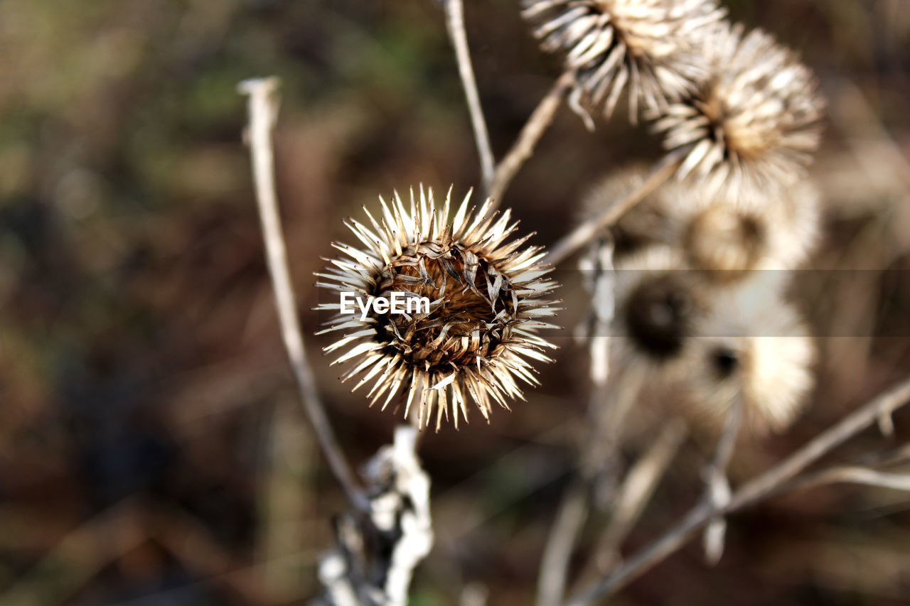 Close-up of dried plant