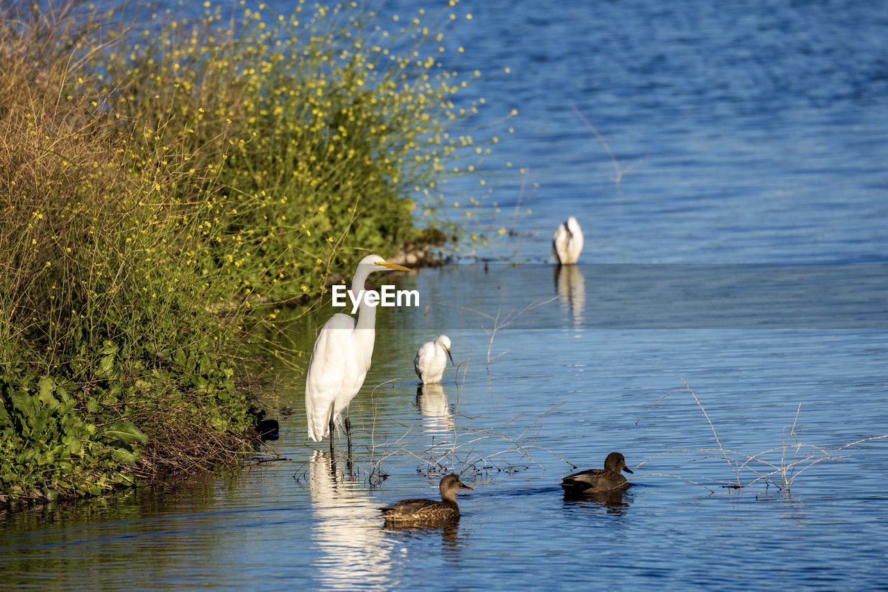 Egrets swimming in lake