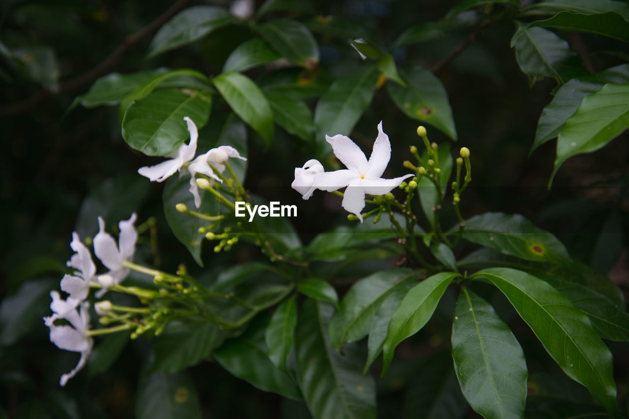 CLOSE-UP OF FRESH WHITE FLOWERS BLOOMING IN PLANT