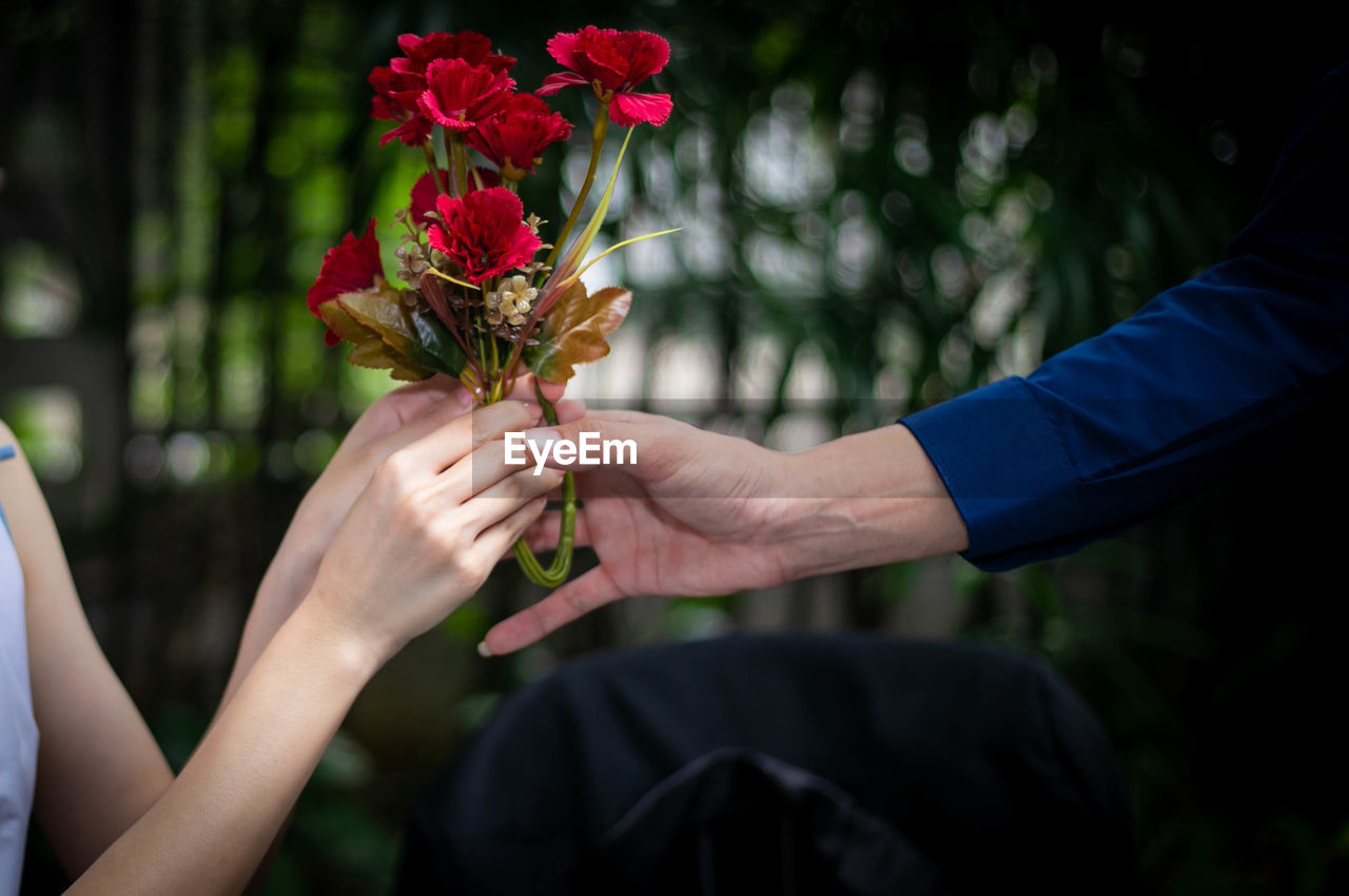 Close up of woman hand got red roses from her boyfriend.