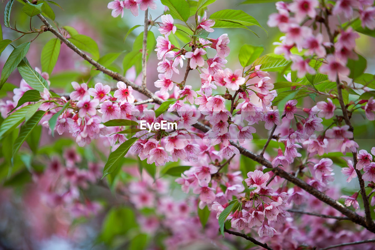 Wild himalayan cherry flower , selective focus