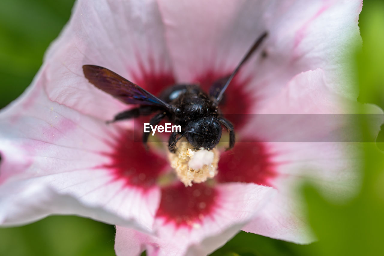 CLOSE-UP OF HONEY BEE ON PINK FLOWER