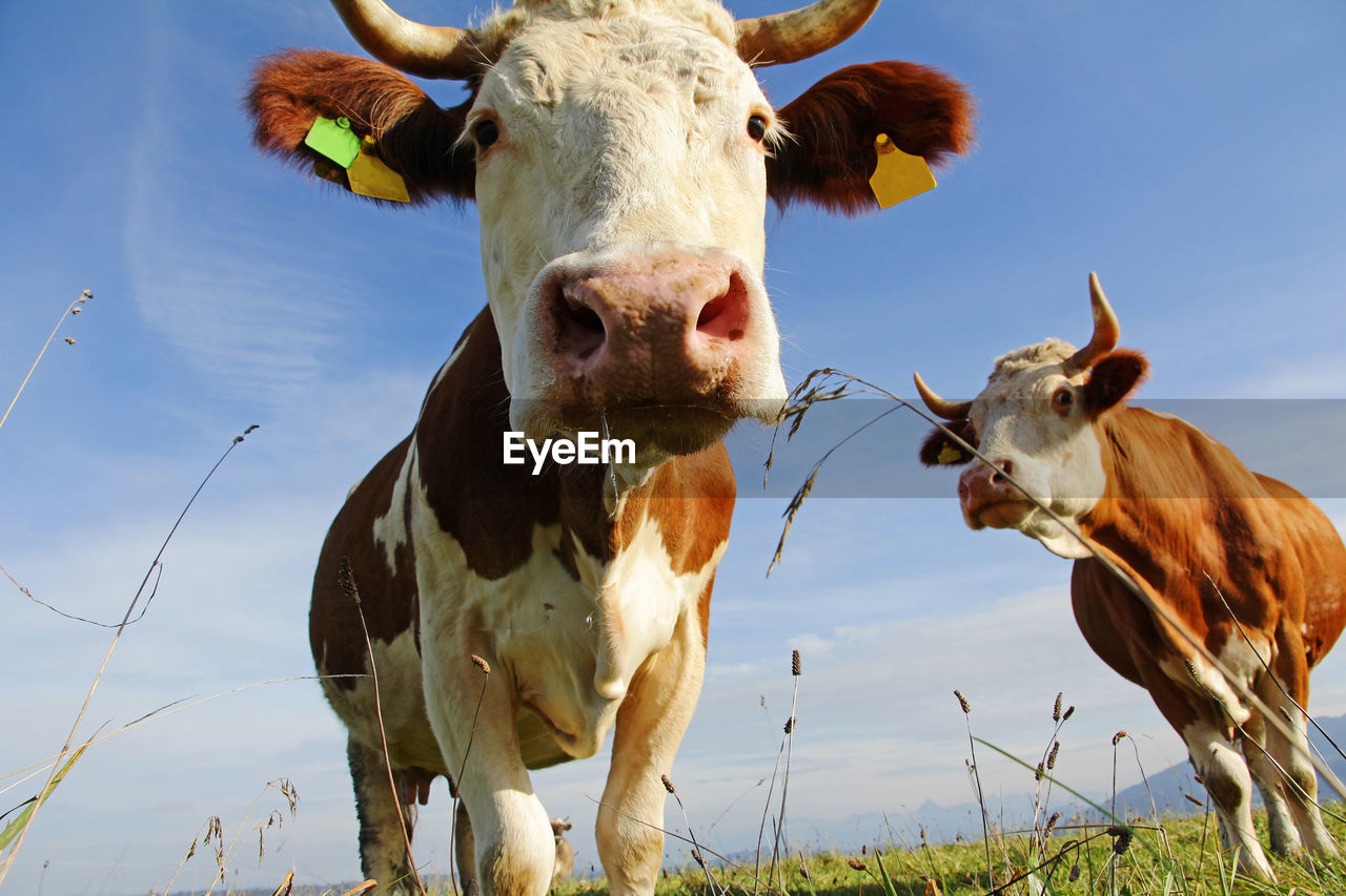 COWS STANDING ON GROUND