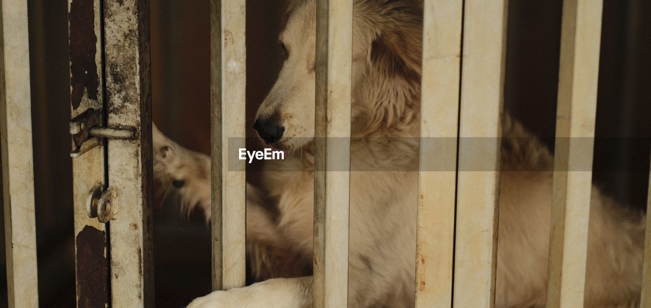 CLOSE-UP OF A DOG ON THE GROUND