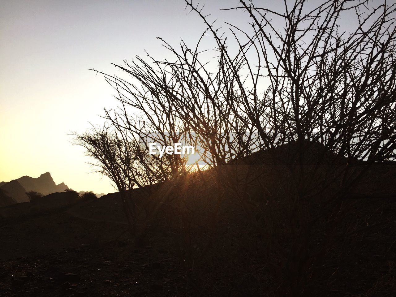 SILHOUETTE OF TREES AT SUNSET