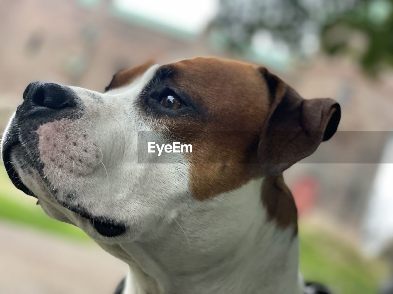 CLOSE-UP OF DOG LOOKING UP