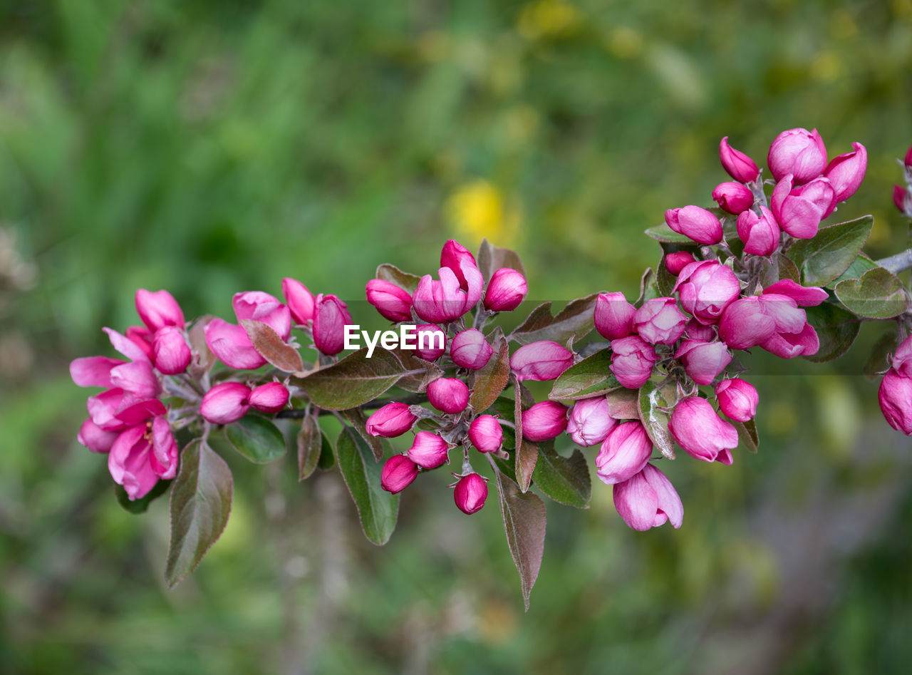 plant, flower, flowering plant, pink, beauty in nature, freshness, nature, blossom, wildflower, close-up, springtime, no people, tree, flower head, plant part, petal, fragility, magenta, inflorescence, outdoors, leaf, growth, botany, macro photography, shrub, focus on foreground, environment, summer, multi colored, day, branch