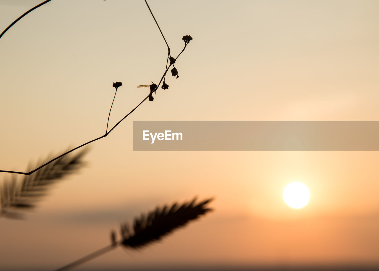 CLOSE-UP OF SILHOUETTE PLANT AGAINST SUNSET