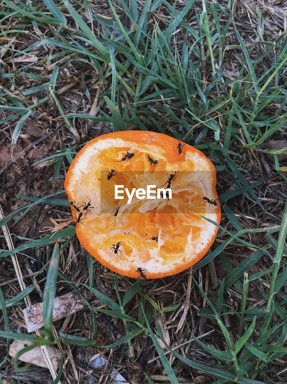 HIGH ANGLE VIEW OF MUSHROOMS ON FIELD