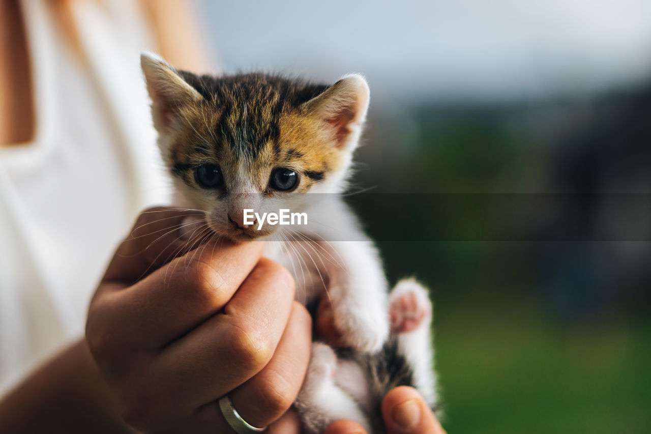 Cropped image of hand holding kitten