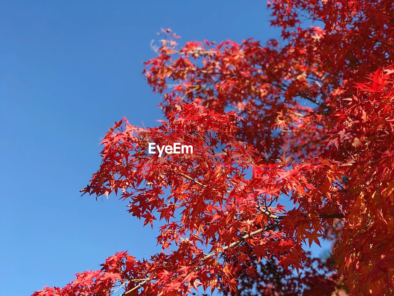 Low angle view of autumnal tree against clear blue sky