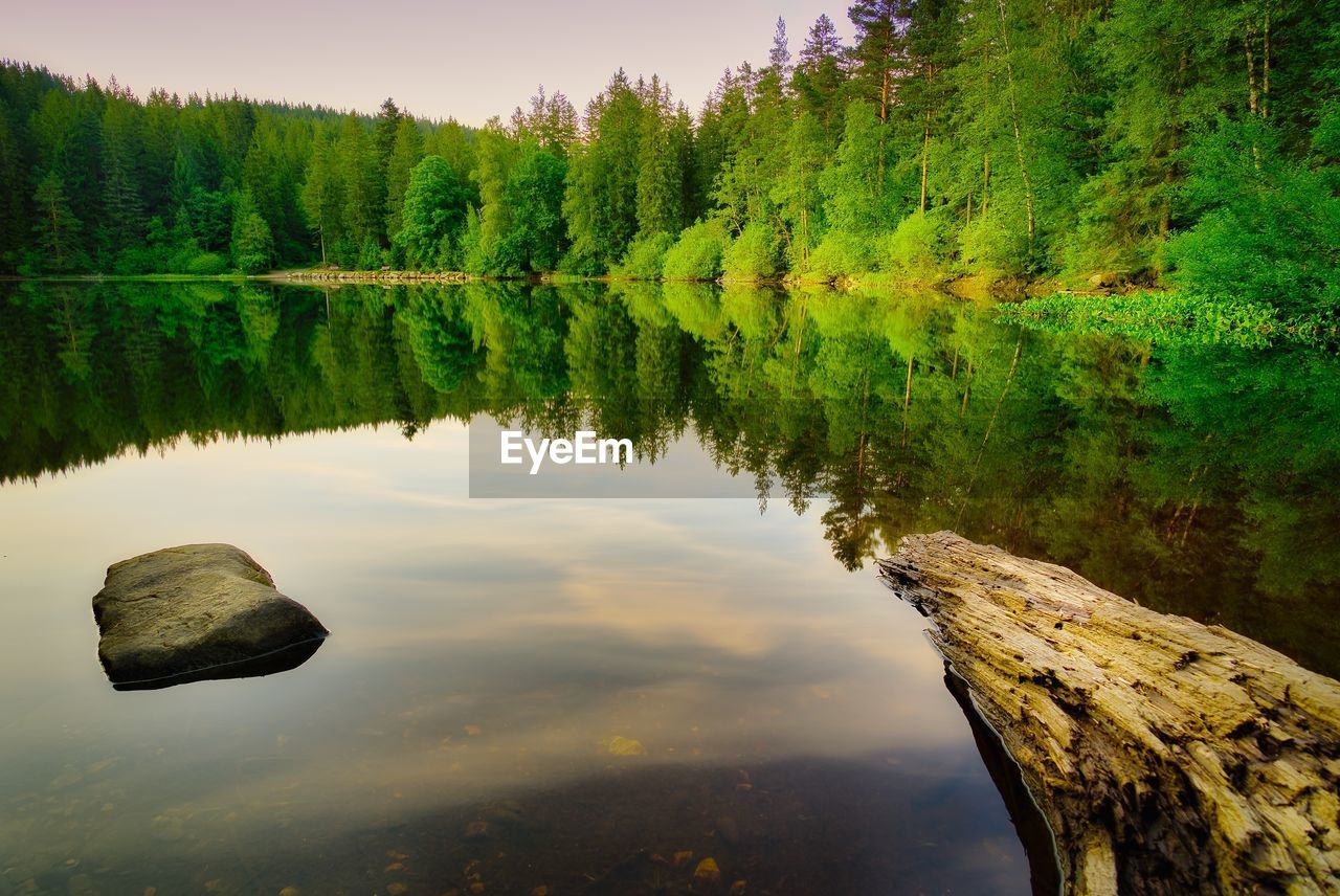 Scenic view of lake in forest against sky