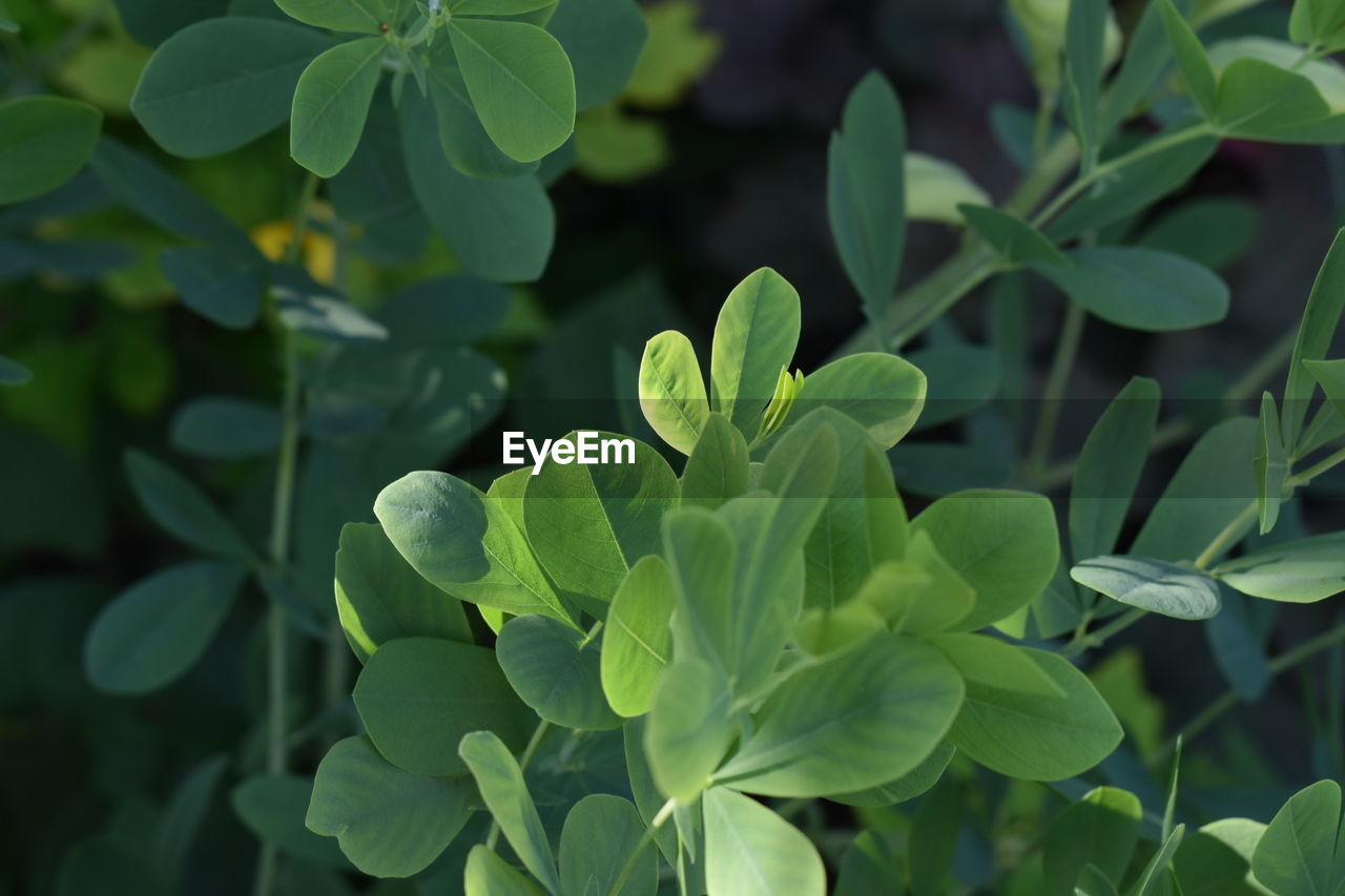 High angle view of flowering plant