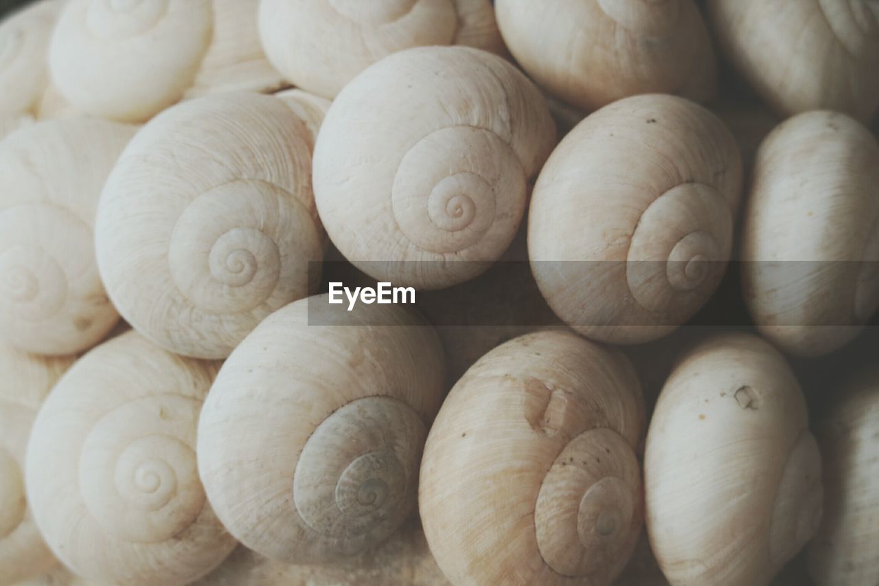 Full frame shot of snail shells