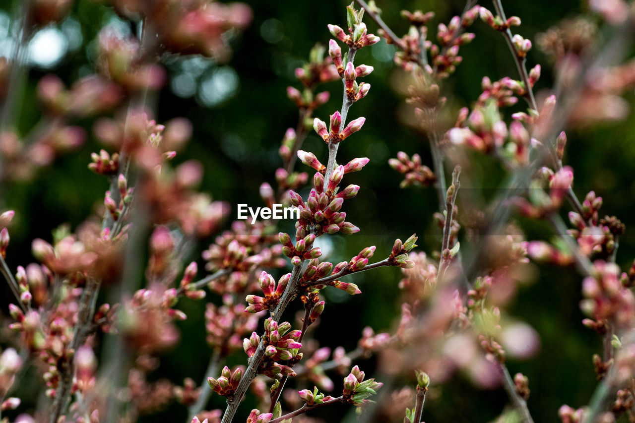 CLOSE-UP OF PINK FLOWER BUDS ON PLANT