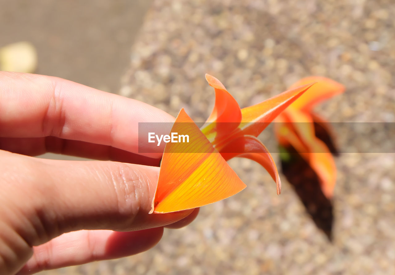 CLOSE-UP OF HAND HOLDING ORANGE LEAF