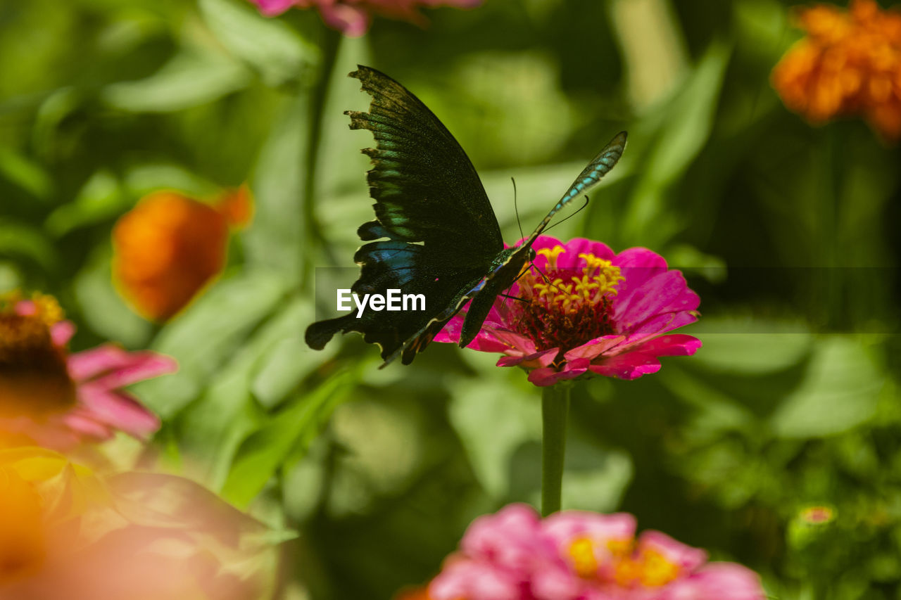 CLOSE-UP OF BUTTERFLY POLLINATING ON PINK FLOWERING PLANT