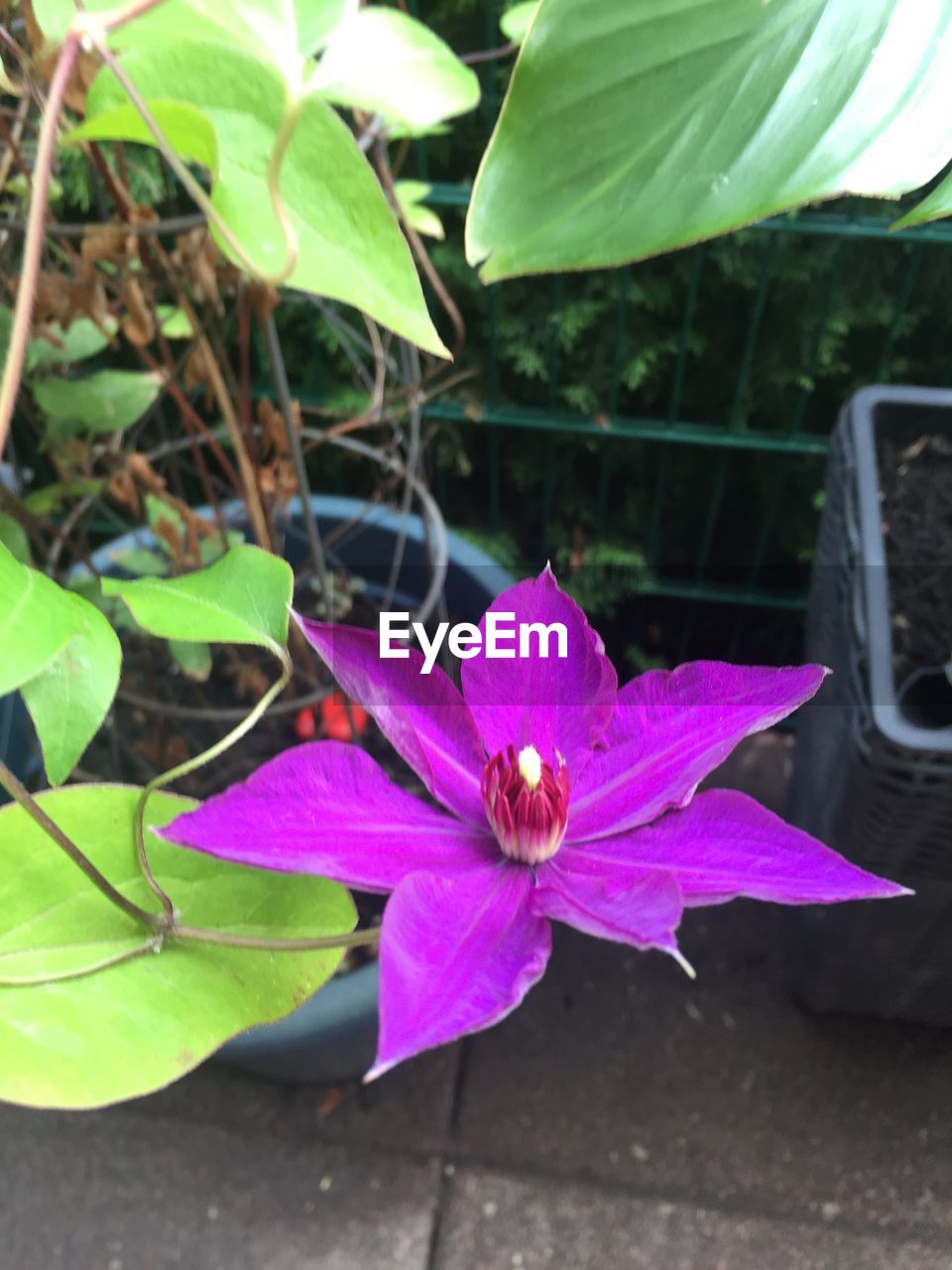 HIGH ANGLE VIEW OF BUTTERFLY ON PURPLE FLOWER