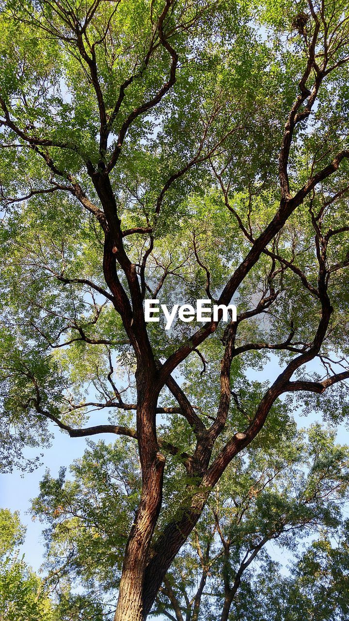 CLOSE-UP LOW ANGLE VIEW OF TREE AGAINST SKY