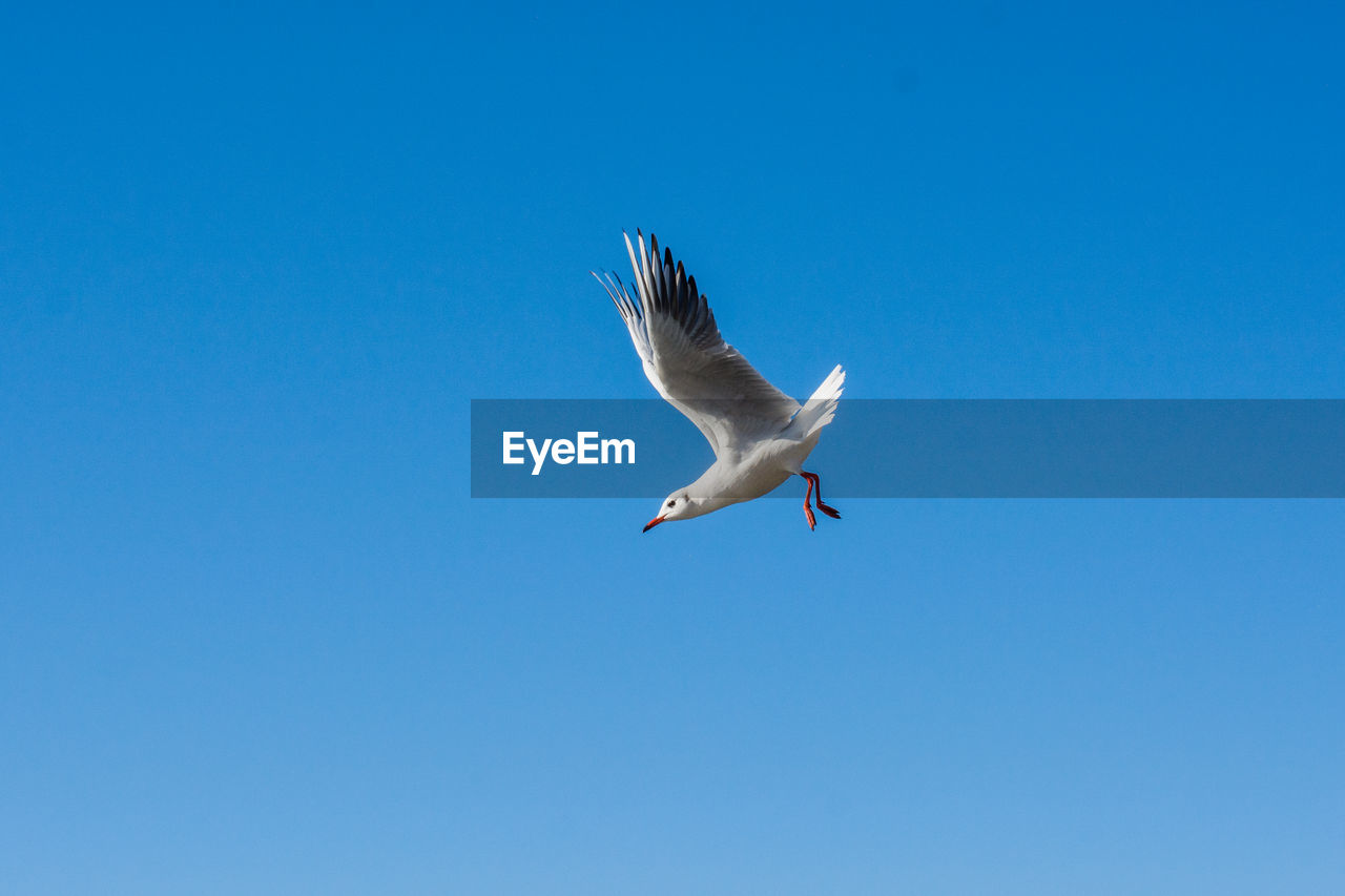 LOW ANGLE VIEW OF SEAGULLS FLYING AGAINST CLEAR BLUE SKY