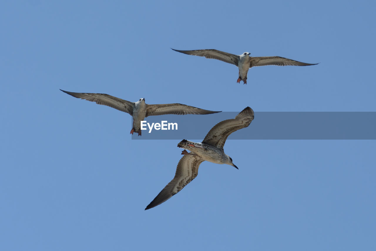 LOW ANGLE VIEW OF SEAGULLS FLYING IN SKY