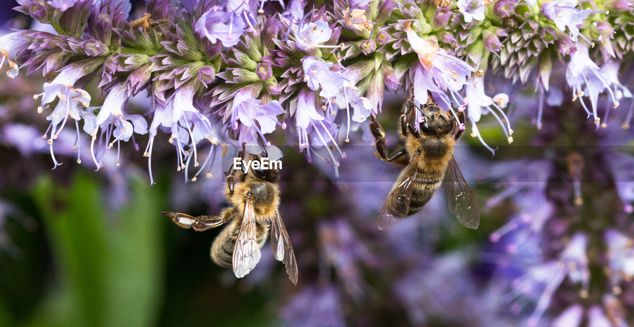 CLOSE-UP OF BEE ON PURPLE FLOWERS