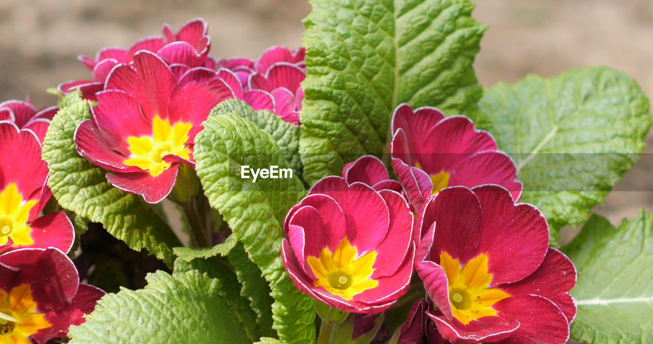 Close-up of pink flowering plants