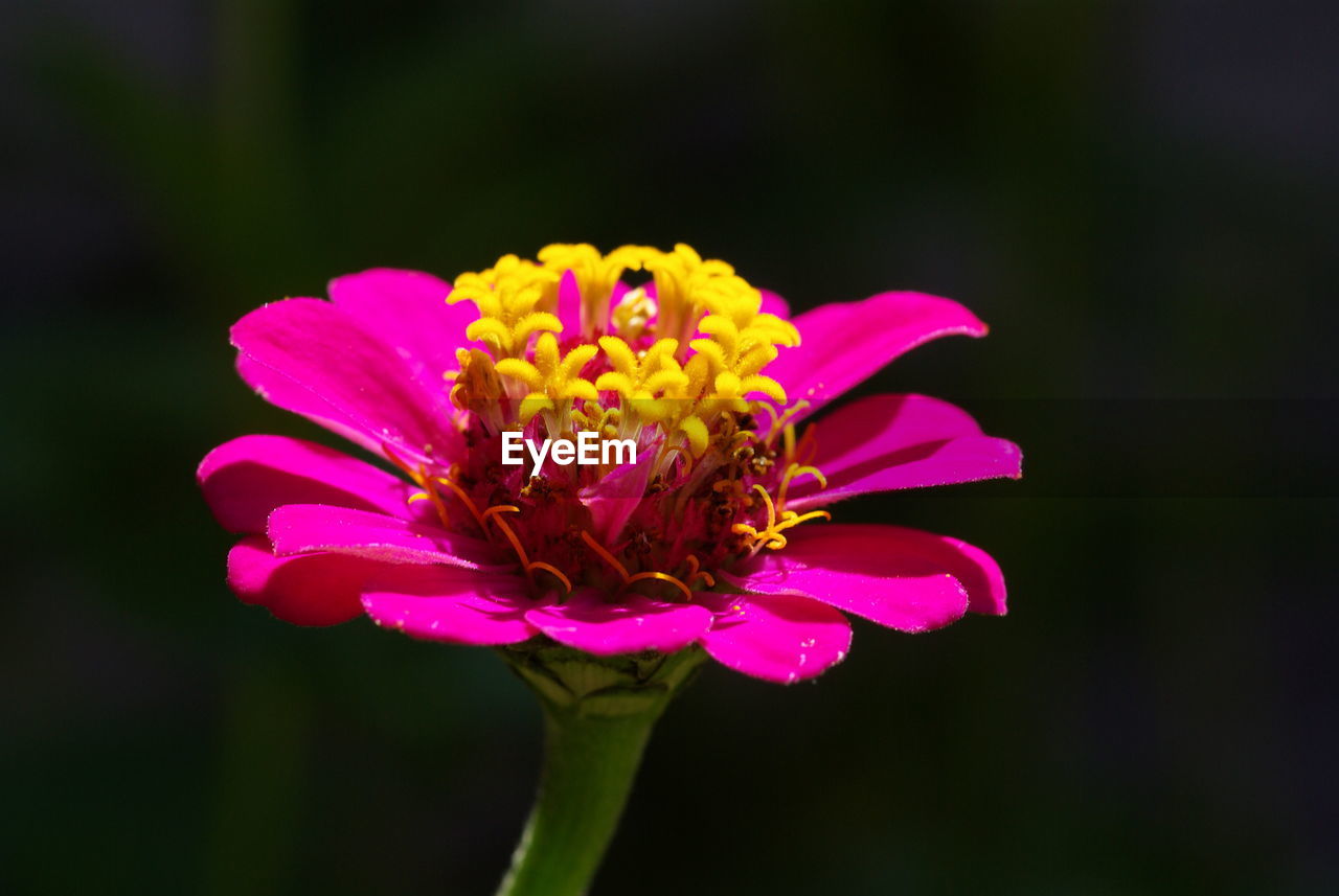 Close-up of pink flower