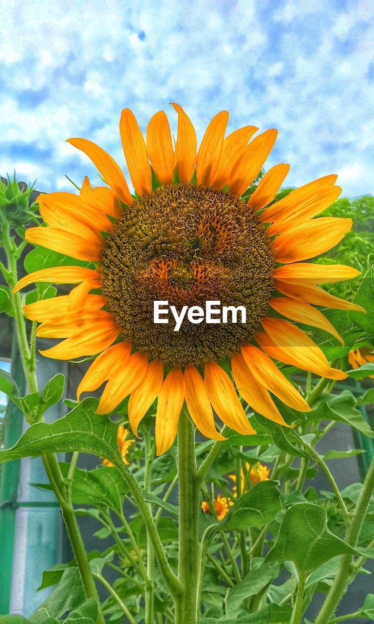 CLOSE-UP OF FRESH SUNFLOWER IN BLOOM