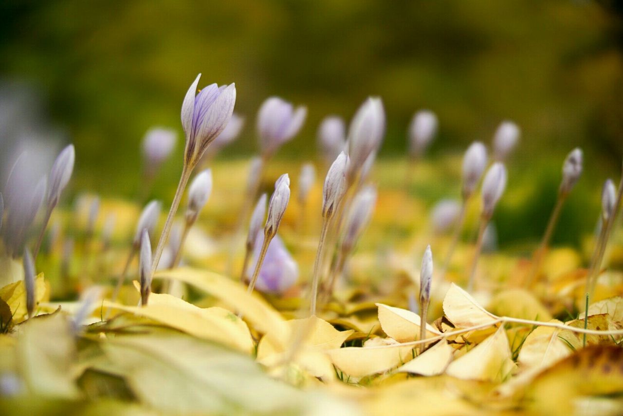 Close-up of purple buds on field