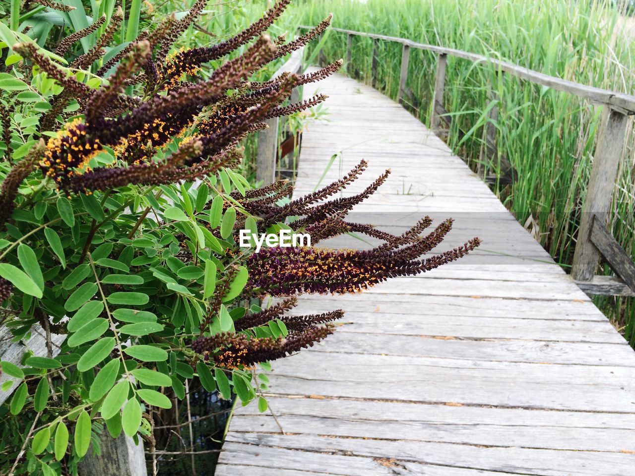 PLANTS GROWING ON WOODEN FLOOR