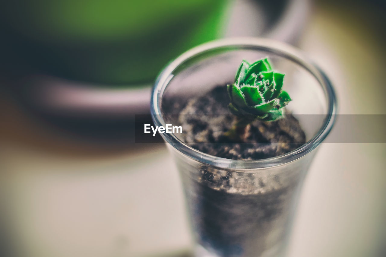 Close-up of potted succulent plant on table