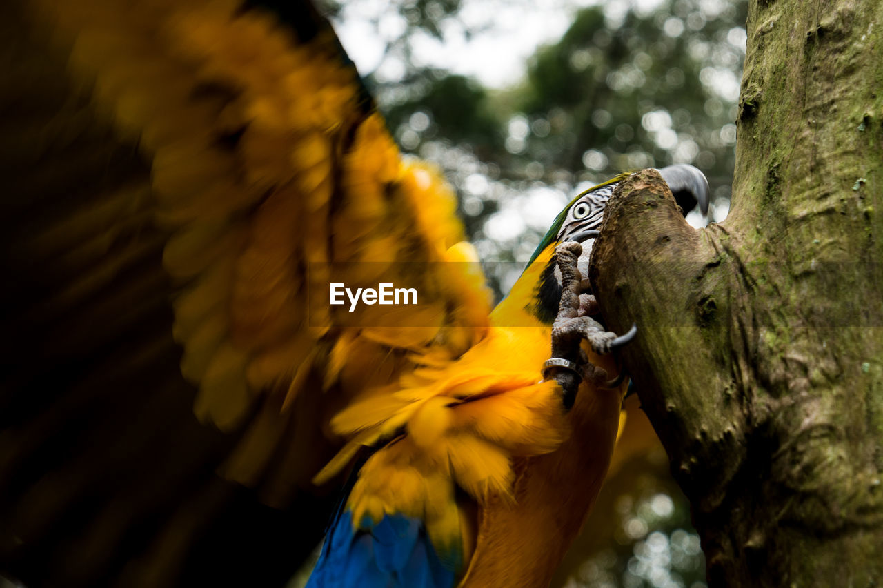 Close-up of yellow parrot